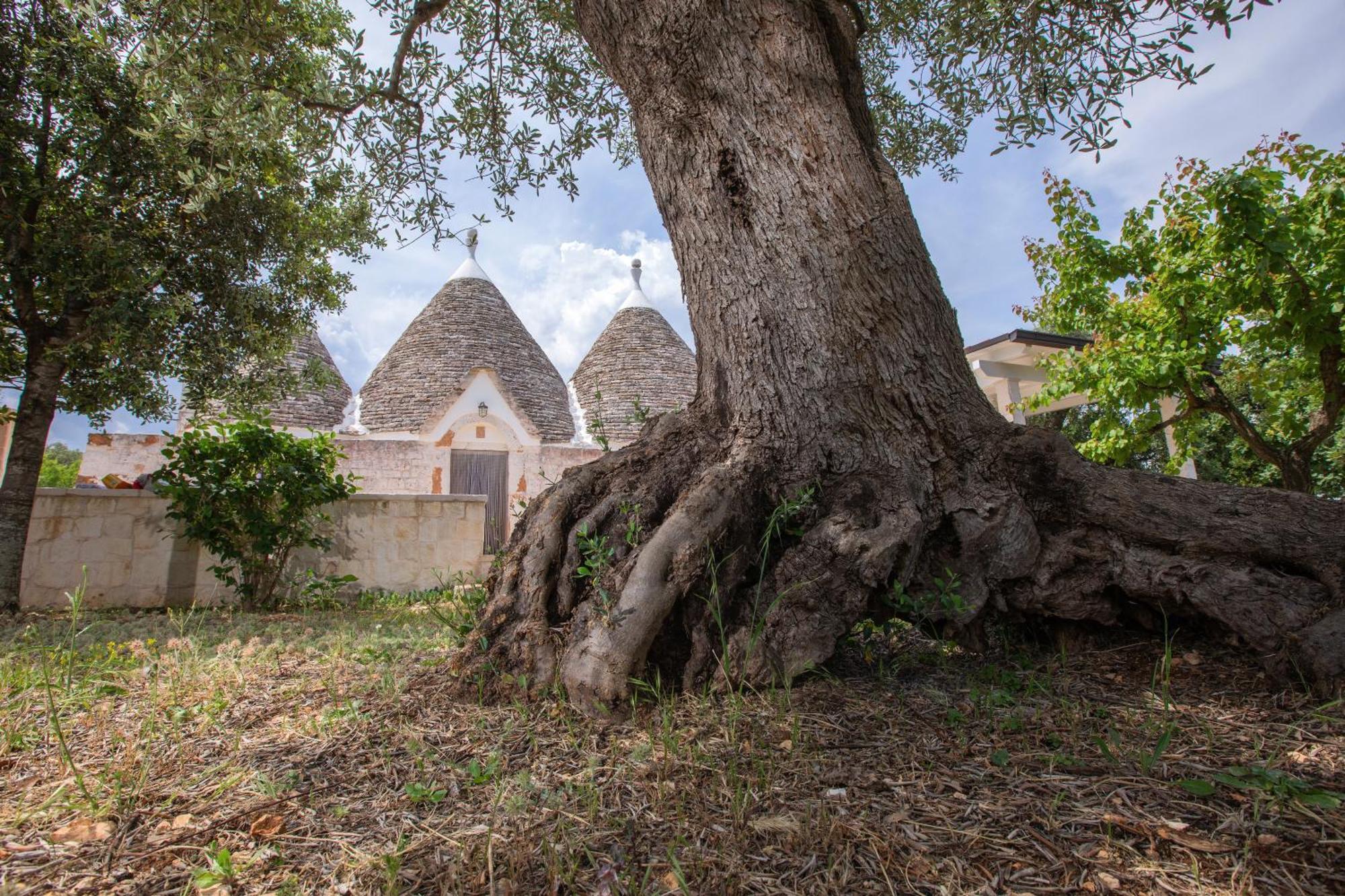 Trulli Foggia Dell'Albero Villa Polignano a Mare Exterior photo