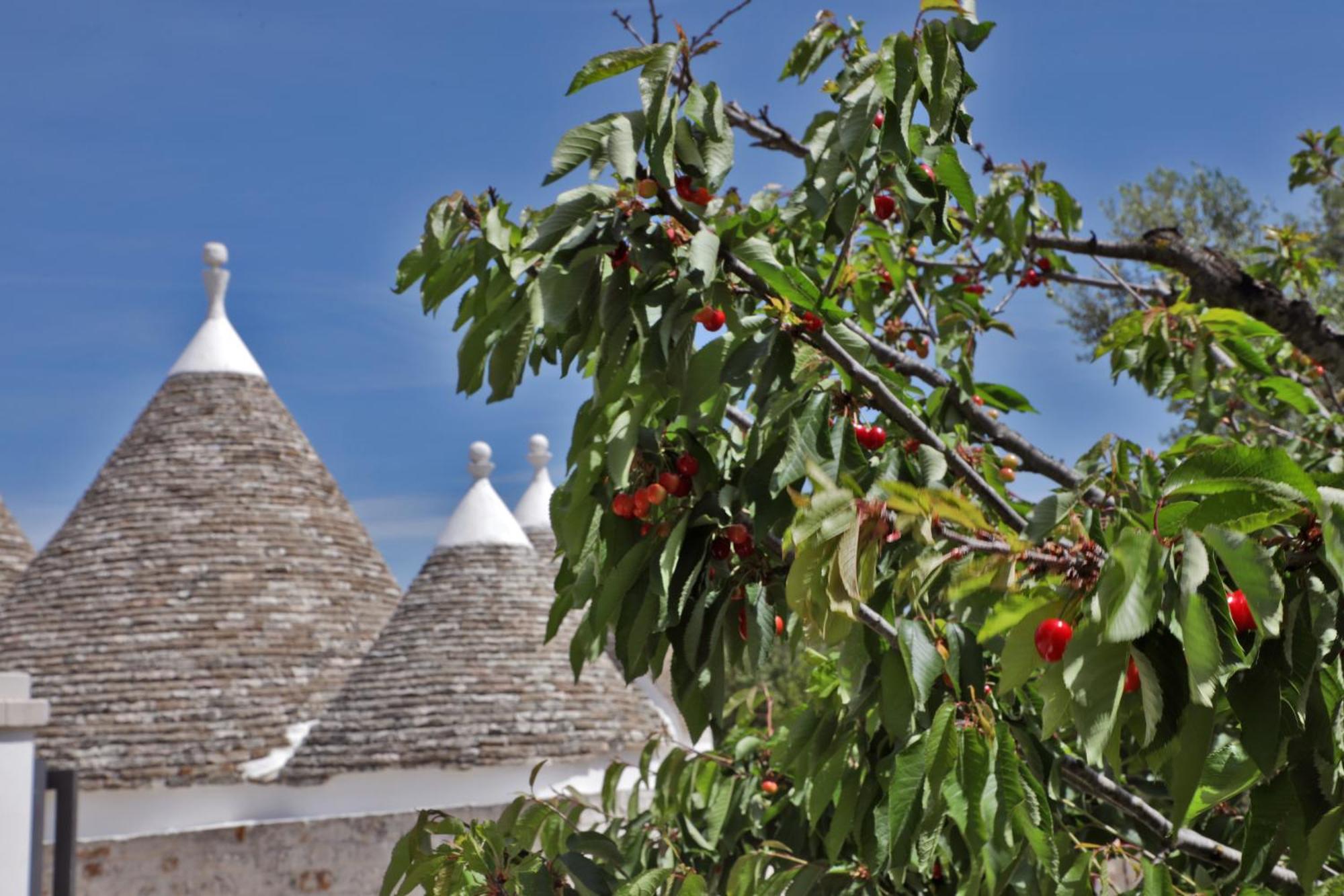 Trulli Foggia Dell'Albero Villa Polignano a Mare Exterior photo